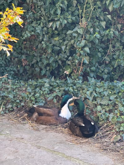 Two ducks are near a concrete surface with dead grass. The ducks are near a background with green ivy. The scene is in Kalimantsi, Bulgaria. One duck is black and white, while the other is brown and white.