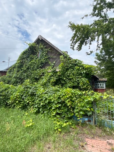 The image captures a weathered wooden house, largely obscured by dense green ivy, located in Trześcianka, Poland. The house has a prominent gable roof with visible wooden shingles and a single window on the upper floor. A small, red-framed sunroom or extension with a white-paned window is attached to the side of the main structure. In front of the house, a rusty, light blue metal gate stands partially open, revealing a glimpse of a red brick path and overgrown grass. Trees, including one with small fruits, are visible to the right and behind the house, and the sky above is partly cloudy with a mix of white clouds and patches of blue. The overall impression is one of an abandoned or neglected property in a rural setting.