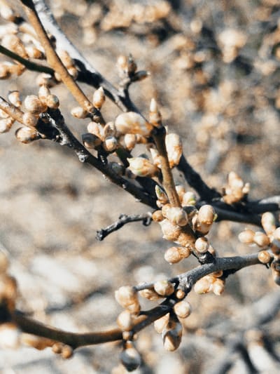 The image displays a close-up, high-detail view of multiple deciduous tree branches densely covered with numerous nascent buds. The branches are dark brown to gray, with varied textures. The buds are predominantly ovoid and exhibit a color spectrum from light brown to beige-orange, with some showing nascent green tips. These buds are tightly clustered along the branches, indicating an early stage of spring development or a dormant state. The central branches and buds are in sharp focus, while the background and foreground are rendered with a shallow depth of field, appearing as a blurred expanse of muted beige and light brown tones. No human figures, man-made structures, or explicit actions are present in the scene. The environment is natural, observed in the city of Klenovik, Bulgaria, under natural lighting conditions.