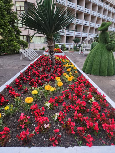 The image captures a scene in Bolshoy Sochi, Russia, showcasing a well-maintained flower bed along a paved walkway. The flower bed is bordered by a white edge and contains a variety of red and yellow flowers. Adjacent to the flower bed is a topiary in the shape of a woman. Behind the flowers and the topiary, there's a multi-story building with white balconies. A palm tree is also visible in the foreground, partially obscuring a white structure.