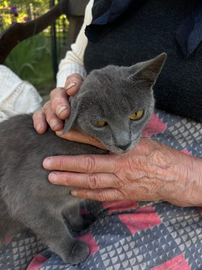 This media file shows an overhead view of a gray cat being petted by an elderly person's hands. The cat is lying down, its head turned towards the viewer, with large yellow eyes. The person's hands are gently stroking the cat's fur, with visible veins and skin texture suggesting an older individual. The cat and person are positioned on a patterned fabric, possibly a blanket or clothing, with a dark gray, blue, and pink geometric design. In the background, out of focus, a dark fabric garment is visible, along with glimpses of greenery and what appears to be outdoor furniture, suggesting an outdoor setting. The lighting indicates it is daytime. There is no visible text in the image. The scene conveys a sense of calm and affection between the person and the cat. The provided location context is Vertelka, Ukraine.
