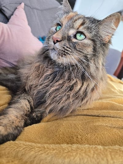 A long-haired tortoiseshell cat, displaying a mix of brown, black, grey, and ginger fur, is depicted resting indoors on a textured, golden-yellow plush blanket. The cat possesses vivid green eyes, a pink nose, and prominent white whiskers extending from its muzzle. Its head is raised and turned slightly to its left, with its gaze directed upwards and to the left, away from the camera. A light pink cushion is visible directly behind the cat on the left, set against a blurred grey upholstered background, which also features a small, indistinct blue object. The scene is located in Poole, United Kingdom.