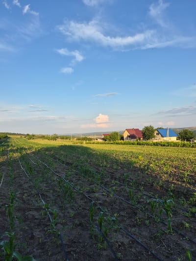 This image captures an agricultural field in Merenii Noi, Moldova, under a clear blue sky with scattered wispy clouds, suggesting a sunny day. The perspective is from a low angle, looking across a field of young corn plants. Black irrigation tubes run parallel to the rows of crops, indicating an organized farming operation. In the background, several houses are visible, one with a bright blue roof and another with a red roof, nestled amongst green trees. The overall scene evokes a peaceful rural setting, likely in the late afternoon or early evening, given the warm light casting shadows across the field. There are no people or text visible in the image.