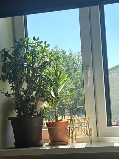 The image displays a windowsill in Tapa, Estonia, with two potted plants and a decorative metal tricycle. The plant on the left is a large jade plant in a dark brown pot, featuring numerous green, succulent leaves and a thick, woody trunk. To its right is a smaller aloe vera plant in a terracotta-colored pot. In front of the aloe vera plant sits a delicate, gold-colored metal tricycle with a basket on the back. Sunlight streams in from the window, casting shadows on the windowsill. Through the window, a clear blue sky and lush green trees are visible, suggesting a daytime scene during warmer weather. A building facade can be seen in the background on the right side of the image.