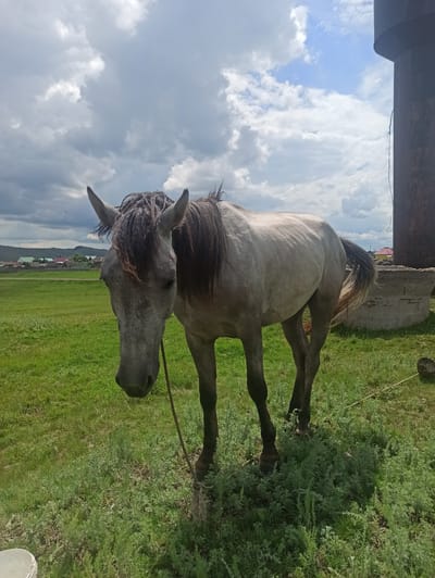 A light-grey horse is shown in a field of green grass with lush vegetation. The horse is tied by a rope to a rough wooden post. The horse is facing left, with its head lowered towards the ground. Its mane is dark and unruly. In the background, there is a glimpse of a village with red-roofed houses and a few trees. The sky is cloudy, with patches of blue peeking through. The overall impression is one of a rural, natural setting. The photo appears to have been taken on a sunny day, possibly in the afternoon, given the bright lighting. There is no visible text in the image.
