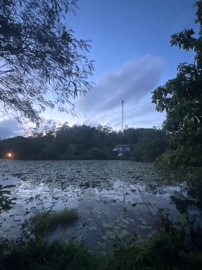 The image depicts a tranquil evening scene at a lake in Moodugamuawa, Sri Lanka. The sky is a deep blue, transitioning into twilight with scattered clouds and the silhouette of a telecommunications tower. The lake is covered with a dense carpet of lily pads, their green surfaces reflecting the muted light. In the background, a line of lush green trees forms a dense forest, behind which a house with a red roof is partially visible. A single, bright light source glows from the far left of the frame, casting a warm illumination on the water and surrounding foliage. The foreground is dominated by dark green vegetation, with branches of trees framing the upper left and right corners of the image. The overall atmosphere is serene and natural.