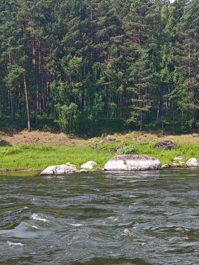 The image depicts a wide, dark green river flowing in the foreground, with noticeable ripples and small white-capped waves. Along the riverbank, there is a stretch of green grass, transitioning to a rocky area with several large, light-colored boulders. Behind the riverbank, a dense forest of tall pine and birch trees covers a sloping hill. The trees are lush and green, with sunlight filtering through their branches. The scene appears to be a natural, undeveloped landscape. This location is consistent with areas found in or near the city of Porog, Russia, which is known for its surrounding natural environments, including rivers and forests. There are no people or animals visible in the image, and no specific actions or interactions are taking place. The overall impression is one of a peaceful, natural river scene.