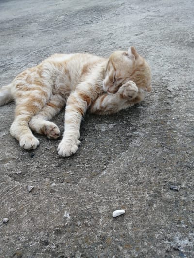 A ginger tabby cat is sleeping on a concrete surface in Novoteroksky, Russia. The cat is curled up on its side, with its head resting on its paws. The concrete is rough and textured, with some small pebbles and debris scattered on it. A small white object, possibly a pebble or piece of chalk, is visible in the foreground. The lighting suggests it is daytime, with the sun casting a soft light on the scene.