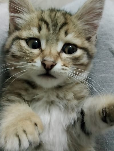 The image is a close-up, head-on shot of a young domestic cat. The cat has tabby markings, with brown and black stripes on a tan base. Its eyes are large and dark, and its whiskers are long and white. The cat is lying on a gray, textured surface, likely fabric. The cat's front paws are visible, one resting on its chest and the other partially obscured. The image is well-lit, with the focus on the cat's face. There is no information available about the location in the city of Yelo, Russia.