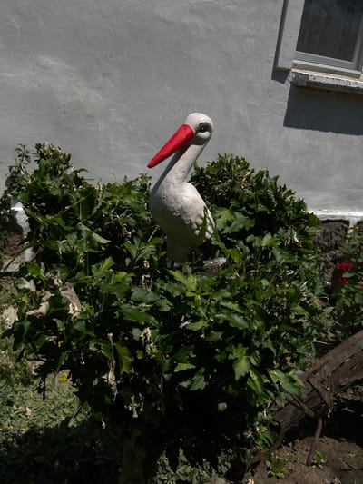 A white statue of a stork with a red beak stands in a garden, partially obscured by green foliage. The statue is positioned in front of a light gray, textured wall, which has a window with a white frame visible in the upper right quadrant of the image. The garden ground is visible at the bottom, with some sparse vegetation and a rusted metal object lying on the dirt. The scene appears to be outdoors, in what could be a residential area, with no specific landmarks indicating the city of Belo Pole, Bulgaria. The lighting suggests a sunny day, casting shadows from the foliage onto the ground.
