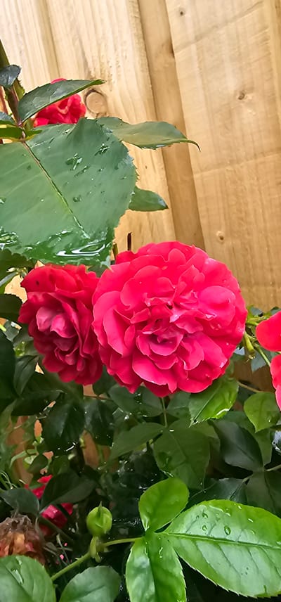 The image depicts a close-up of red roses with green leaves in front of a wooden fence. The leaves are wet, indicating recent rain or watering. In the foreground, a rosebud is visible. The wooden fence, constructed of vertical planks, serves as the backdrop. The scene is likely an outdoor garden setting in Kilwinning, United Kingdom.