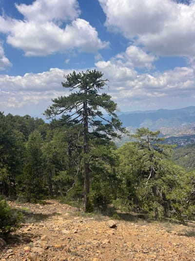 The image captures a scenic mountain vista in Prodromos, Cyprus. The foreground is dominated by a rocky, uneven terrain with scattered brown stones and pine needles. A tall, mature pine tree with a thick trunk and sprawling branches stands prominently in the center, its dark green foliage contrasting with the lighter hues of the sky. To the left and right, dense pine forests stretch across the hillside, creating a verdant backdrop. In the distance, rolling hills and mountains recede into a hazy blue, with a small settlement or village visible nestled among the slopes. The sky is a vibrant blue, dotted with fluffy white clouds that cast soft shadows on the landscape. The overall impression is one of natural beauty and tranquility in a mountainous environment.