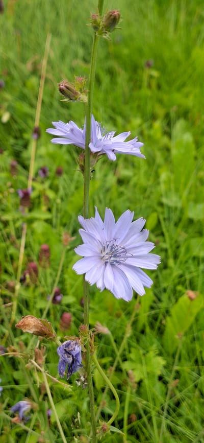 This image shows a close-up view of a plant with pale purple flowers in a natural outdoor setting. The plant has a thin, horizontal stem from which the flowers and buds emerge. Two fully bloomed flowers are prominent, one on the right with its petals spread wide, and another on the left, which appears slightly wilted or viewed from an angle where its petals are not fully open. Several buds, some covered in fine hairs and spikes, are visible along the stem, particularly on the left side, suggesting the plant is in various stages of bloom. A single dried, wilted flower is also visible on the right side of the frame.
The background is a blur of vibrant green foliage, indicative of a grassy or wooded area. Scattered amongst the greenery are small, reddish-brown seed heads or dried flower remnants, and a few hints of darker purple, possibly more flowers or dried parts of the plant. The lighting suggests it is daytime, with soft light illuminating the flowers and stem. There are no people visible, and the overall impression is one of nature's details in a field or meadow. The setting appears to be Vihi, Estonia, as indicated by the location context. There is no visible text in the image.