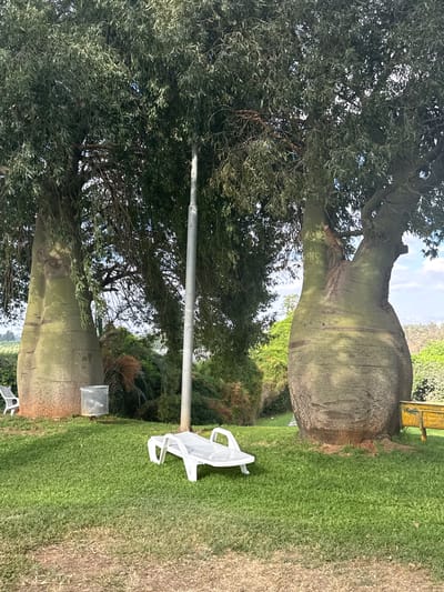 The image depicts a park-like setting in Beit Yitzhak-Sha'ar Hefer, Israel, characterized by lush green grass and the presence of two distinctive baobab trees. The baobab trees have massive, bulbous trunks with a textured, greenish-gray bark. The tree on the left is partially obscured by foliage but shows a swollen base. The tree on the right is more fully visible, with a distinctively shaped trunk that appears to bifurcate towards the top, with a rough, segmented texture.
In the foreground, a white plastic lounge chair is positioned on the grass. To the left of the larger baobab tree, a cylindrical trash receptacle with a perforated design is visible. Behind the trees, dense foliage and vegetation can be seen, suggesting a natural or park environment. A tall, slender light pole stands between the two baobab trees, extending upwards through the branches and foliage. In the background, the sky is visible with scattered clouds. A yellow bench is partially visible to the right of the right baobab tree. The overall impression is one of a serene outdoor space, likely a garden or park, dominated by the unique flora.
