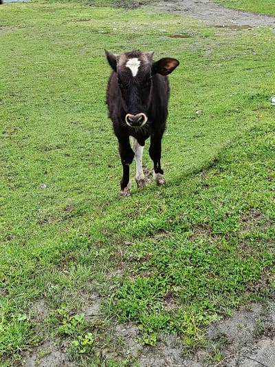 The image depicts a young, dark brown cow with a white diamond marking on its forehead. The cow is standing in a grassy field, with some areas of muddy or wet ground visible in the lower portion of the frame. The background shows additional grass and a dirt path. The location is Мясниково, Abkhazia.