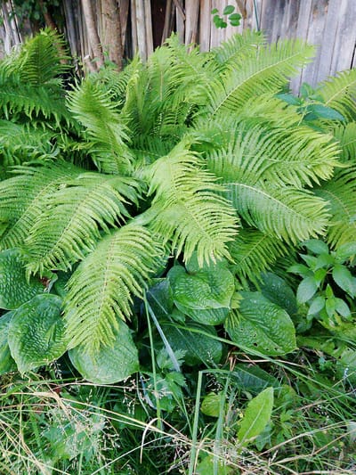 A close-up, eye-level outdoor shot captures a dense cluster of vibrant green ferns and other lush foliage. The ferns, characterized by their feathery fronds, dominate the frame, creating a lush, textured appearance. Interspersed among the ferns are larger, broader leaves, some with visible indentations or patterns. The ground level reveals a tangle of grasses and smaller plants, some appearing dry and wispy. In the background, a weathered wooden fence with vertical planks provides a rustic backdrop. The overall impression is one of a shaded, natural environment, likely a garden or woodland area, evoking a sense of abundant plant life. The image does not contain any individuals or specific identifiable structures beyond the fence.