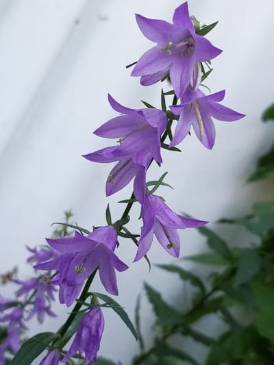 The image shows a cluster of purple bell-shaped flowers with green stems and leaves, set against a light-colored, textured background that appears to be a wall. The flowers are in various stages of bloom, with some fully open and others partially closed. The focus is on the flowers, with the background slightly blurred. The scene is natural and appears to be outdoors, possibly in a garden or natural setting. There is no visible indication of the city of Ворошиловка, Kazakhstan, or any human presence in the image.
