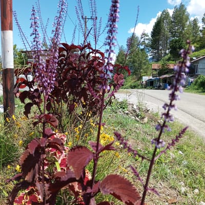 In Gegarang, Indonesia, a close-up photograph captures a roadside scene dominated by vibrant foliage and a clear blue sky. In the foreground, a cluster of dark red coleus plants, with their serrated leaves and delicate purple flower spikes, are in sharp focus. The plants are growing amongst small yellow wildflowers and green grass. To the left, a red and white striped pole stands prominently.
Beyond the plants, a paved road curves gently into the distance, bordered by a grassy verge. In the mid-ground, several modest buildings with corrugated tin roofs are visible on the right side of the road, nestled amongst lush green trees. A few motorcycles are parked near one of the buildings. Tall pine trees form a backdrop on the hillside behind the structures. The scene is bathed in bright sunlight, indicative of a clear day.
