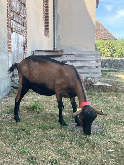 The image shows a brown and black goat grazing on grass in an outdoor setting. The goat is wearing a red collar and has yellow tags on its ears. In the background, there is a building with wooden doors, a brick window, and a gray pipe. There is also a wooden fence and trees. The location is identified as Rambouillet, France. The lighting suggests it is daytime with sunlight.