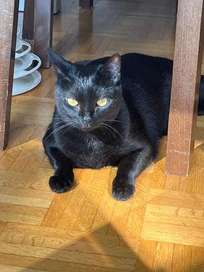 A black cat with bright yellow eyes is lying on a wooden floor, between the legs of a wooden table. The cat is facing the camera, with its front paws crossed. In the background, to the left of the cat, a stack of white plates is visible. The scene is illuminated by natural light, casting shadows on the floor. The location is L'Haÿ-les-Roses, France.