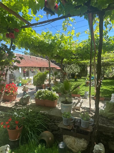 The image depicts a charming, sun-drenched backyard in Nikolaevo, Bulgaria. A weathered wooden pergola, heavily laden with vibrant green grapevines, casts dappled shade over the scene. Red roses bloom on one side of the pergola. The backyard is filled with an abundance of potted plants, including red and white flowers, a small palm tree, and lush green foliage. Decorative garden ornaments are scattered throughout, featuring several frog figurines, a gnome riding a frog, a rabbit, and other whimsical statues. In the background, a single-story house with a red-tiled roof is visible, adorned with hanging flower baskets. The overall impression is one of a meticulously cared-for and inviting garden space. There are no people visible in the image.
