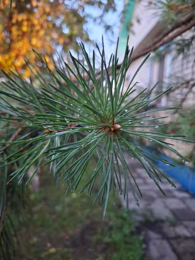 A close-up, slightly low-angle shot captures a pine branch with numerous green needles, some adorned with tiny water droplets. The needles are sharp and pointed, radiating outwards from a central, fuzzy brown bud. In the background, blurred foliage shows warm autumnal colors of yellow and orange, suggesting a seasonal setting. Further back, the corner of a light-colored building with a turquoise trim is visible, along with a paved pathway and green vegetation on the ground. The overall impression is that of a natural element, a pine branch, juxtaposed with man-made structures, likely located in an urban park or residential area within Булаев қалалық әкімдігі, Kazakhstan. No people are present in the image.