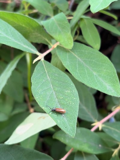 The image shows a close-up view of a plant with green leaves and a small insect on one of the leaves. The insect is elongated and brown with visible legs and antennae. The leaves are oval-shaped with visible veins and a slightly fuzzy texture along the edges. Some of the leaves have a lighter green or yellowish hue in certain areas. The background consists of more green foliage, suggesting a natural outdoor setting. The lighting appears to be natural, possibly daylight, with soft shadows. There are no people or text visible in the image. The scene depicts a moment in nature, focusing on the detail of the insect and its leafy environment. The overall impression is one of tranquility and observation of small details in the natural world.