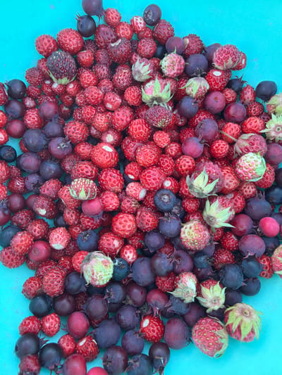 A close-up, overhead shot displays a collection of wild strawberries and dark purple berries against a vibrant turquoise background, possibly a bowl or bin. The berries are diverse in color, ranging from bright red to deep purple, with some strawberries showing green calyxes and others appearing pale pink with visible seeds. The composition is densely packed, with berries overlapping and filling the frame, creating a textured visual. The lighting is even, highlighting the natural imperfections and textures of the fruit. There is no indication of a specific location within Jēkabpils, Latvia, as the image focuses solely on the berries and their immediate container. No people or actions are depicted.