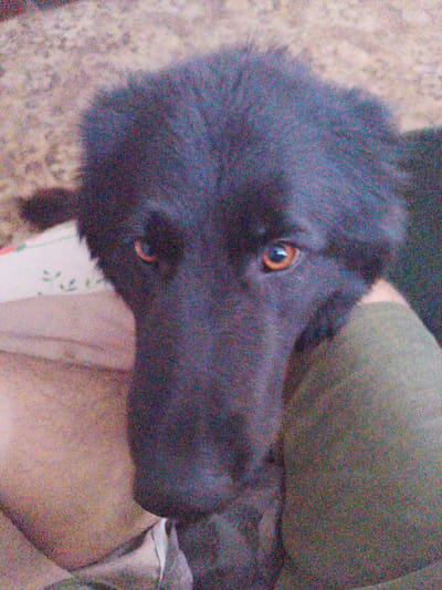 The image shows a close-up of a black dog's face. The dog has amber eyes and is looking directly at the camera. The background is blurred and appears to be a patterned surface. The image is grainy and appears to be taken with a low-quality camera or under poor lighting conditions. The dog's fur is thick and appears to be medium to long in length. Its snout is long and pointed. The dog's ears are floppy and blend in with its fur. The dog is wearing a dark-colored collar or garment around its neck. The image's context within Inhulo-Kamianka, Ukraine, is not determinable from the visual information provided.
