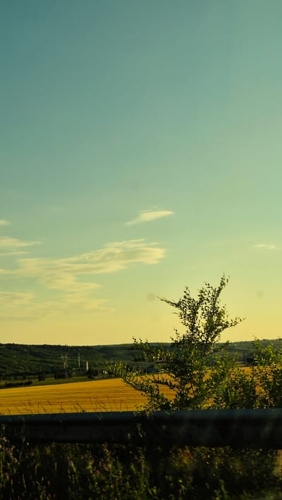 The image depicts a horizontal landscape scene, likely taken from a roadside. A tall, dark guardrail runs along the left side of the frame, separating the viewer from a field of golden crops. The field stretches into the distance, meeting a tree-covered hillside. A lone, leafy tree stands in the foreground, its branches reaching towards the sky. The sky above is a gradient of colors, transitioning from a pale yellow near the horizon to a soft blue higher up. Wispy white clouds are scattered across the sky, catching the sunlight.
The time of day appears to be either sunrise or sunset, given the warm, golden hues of the field and the soft lighting. The overall mood is peaceful and serene. The location is identified as Băcioi, Moldova. There is no visible text in the image. The image's orientation is rotated 90 degrees counter-clockwise.