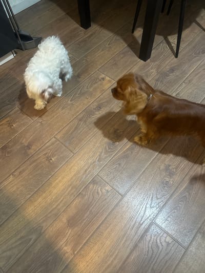 In an indoor setting, possibly in Sapronovo, Russia, two dogs are visible on a wooden floor. The dog on the left is white and fluffy, with its head bowed as if sniffing the ground. The dog on the right is a reddish-brown color and appears to be a Cavalier King Charles Spaniel, facing the white dog. The floorboards are oriented diagonally across the image. In the background, the dark legs of furniture, likely a table, are present, casting shadows on the floor. A black object and a broom with a dustpan are also visible in the upper left corner of the frame.