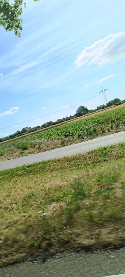 The image depicts a rural landscape under a bright blue sky with scattered white clouds. The foreground is a blurred, motion-effect shot of dry, golden-brown grass with some patches of green, bordering a grey asphalt road. Beyond the road lies a vibrant green field of crops, possibly corn, stretching into the distance. In the mid-ground, a line of trees marks the horizon, interspersed with a few buildings. A tall, metal electricity pylon with power lines extending from it stands prominently against the sky, indicating the presence of infrastructure within this agricultural setting. The overall scene suggests a sunny day in the countryside, likely during the growing season. This particular view is characteristic of the outskirts of Waiblingen, Germany, where agricultural fields commonly surround the town.