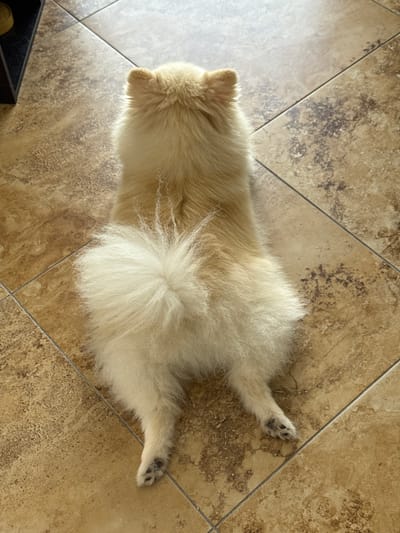 The image shows a light-colored, fluffy dog lying on its belly on a tiled floor. The dog is facing away from the camera, with its head towards the left and its hind legs stretched out to the right. Its tail is bushy and curled over its back. The dog appears relaxed and comfortable. The floor is made of large, beige-colored tiles with a marbled pattern. The lighting suggests it might be daytime, possibly with sunlight filtering in from a window, as evidenced by the bright area on the left side of the image and subtle shadows. The overall scene is domestic and casual, with the dog taking a break on the floor. There is a hint of a black object in the bottom left corner, possibly a pet bed or basket, which is partially visible. No text is visible in the image.