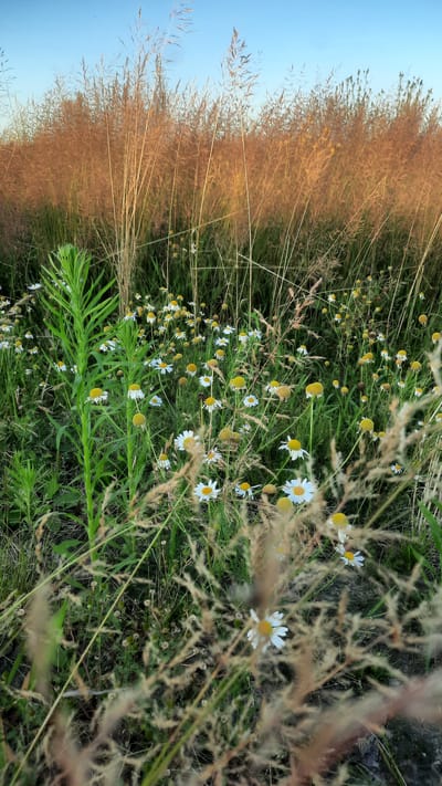 The image shows a field of daisies and tall grasses under a clear blue sky. The tall grasses, primarily in the background and foreground, are golden brown and appear dry, suggesting a late summer or early autumn setting. Numerous white daisies with yellow centers are scattered throughout the green vegetation. One prominent tall, green plant with elongated leaves is visible on the left side of the frame, contrasting with the surrounding flora. The lighting suggests it is either early morning or late afternoon, with the sun casting a warm glow on the grasses. The scene appears to be in a natural, rural environment, possibly a meadow or roadside verge, within the Славенскі сельскі Савет, Belarus. There are no people or animals present in the image, and no specific actions or interactions are depicted. The overall impression is one of natural beauty and tranquility.