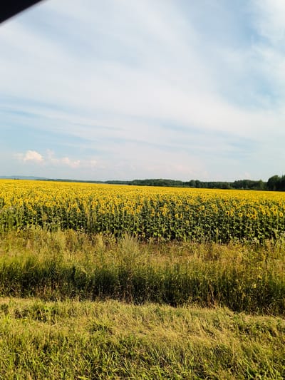 A vast field of sunflowers stretches towards a tree line under a pale blue sky with scattered white clouds. In the foreground, a strip of dry grass and wildflowers runs horizontally across the frame. The sunflower field is densely packed with tall plants, their yellow heads facing outward, creating a vibrant yellow carpet. The background consists of a dark green forest with rolling hills beyond. The scene is bright and appears to be a rural landscape during daytime. The specific location is a field in Arkhangelskoye, Russia.