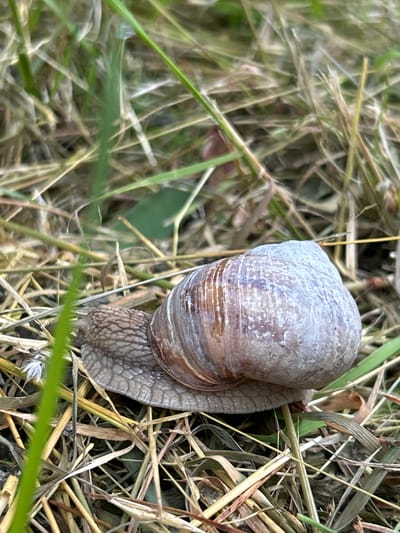A snail is in the grass in Piwnice, Poland. The snail has a brown and grey shell. The snail is on a bed of dry grass.