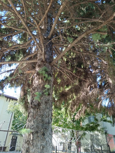 This is a low-angle, full shot photograph looking up into the branches of a large, mature pine tree situated in Ust-Dzheguta, Russia. The tree has a thick, rough, gray-brown bark. Its branches are dense, with a mix of green needles and dry, brown foliage. Sunlight filters through the branches, creating dappled light and shadow.
In the background, to the left and right, are buildings that appear to be part of an urban or suburban environment. A fence, likely a security fence, with spiral barbed wire on top, is visible in the foreground and middle ground, partially obscuring the view of the buildings and the base of the tree. The fence is made of dark metal bars and appears to be attached to metal posts. The overall setting suggests an outdoor scene in a developed area, possibly a courtyard or property boundary. There are no people visible in the frame.