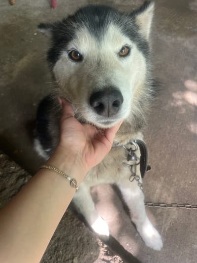 A close-up, top-down shot shows a person petting a husky-like dog. The dog has white and black fur, amber eyes, and a black nose. It wears a brown leather collar with metal rings and chains. A pale, fair-skinned hand with a braided bracelet is gently holding the dog's neck. The background consists of concrete and a possible root of a tree. The location may be in Lipnitsa, Bulgaria, but this is not definitively confirmed by the image.