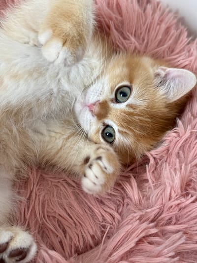 A close-up, high-angle shot shows a fluffy, ginger kitten lying on its back on a pink, fuzzy blanket. The kitten's face is the focal point, with wide, curious green eyes that appear to be looking directly at the camera. Its fur is a mix of ginger and white, with darker ginger stripes on its forehead and around its eyes. The kitten's nose is pink, and its whiskers are prominent. One of its front paws is raised in the air, showing its soft pads. The fuzzy pink blanket creates a soft, textured background, with individual strands of fur visible. The lighting is bright, suggesting it could be daytime, and the overall mood is one of innocence and playfulness. No text is visible in the image. The location context is Dagonovo, Bulgaria.