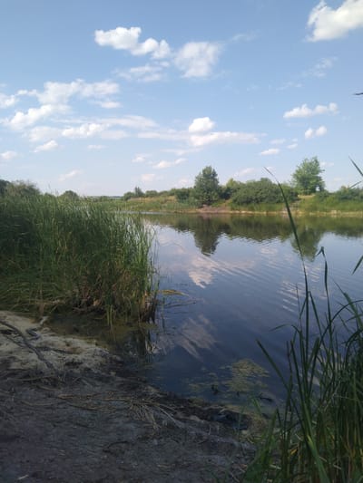 The image depicts a natural landscape with a body of water bordered by vegetation. The foreground features a muddy bank with dry reeds and some sandy patches. Tall green reeds line the edge of the water on the left side of the frame. The water itself is dark and reflects the sky and surrounding trees. Across the water, a gentle slope covered in green foliage and scattered trees forms the opposite bank. The sky above is blue with scattered white clouds. The scene is peaceful and appears to be an outdoor natural environment, likely a river or lake, in a rural setting. There are no people, animals, or man-made structures visible in the image. This scene is consistent with the natural landscapes found in the vicinity of Verbky, Ukraine.