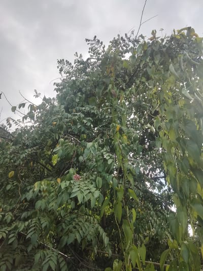 The image shows a close-up view of a lush green tree canopy against a cloudy sky. The tree is dense with foliage, exhibiting a variety of leaf shapes and sizes, with some yellowing leaves interspersed among the green ones. Several star-shaped fruits, characteristic of carambola or star fruit, are visible amongst the leaves. A cluster of small pink flowers is also present on the lower right side of the tree. The branches are intertwined, creating a rich texture. The background is dominated by a pale, overcast sky. The scene appears to be located outdoors in a natural setting, possibly a garden or park.