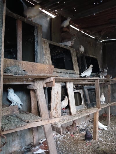 The image depicts a pigeon coop constructed from rough, weathered wood and corrugated metal roofing. The coop is filled with various pigeons, some perched on shelves, others on the ground amidst scattered debris and nesting materials. On the lower shelf, a white pigeon with speckled markings stands facing left. To its right, a brown and white speckled pigeon is perched. Further to the right, a white pigeon stands facing left. On the ground level, a brown pigeon stands to the left of a dark gray pigeon. In the background, there are multiple shelves containing old televisions, some with pigeons perched on them. One white pigeon is visible on the top shelf on the left side. The overall environment appears rustic and somewhat dilapidated.