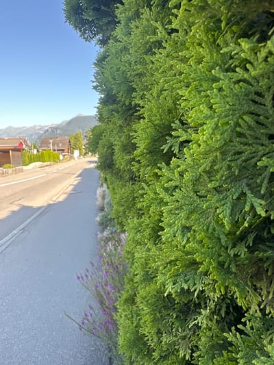 The image depicts a roadside scene in Hüsen, Switzerland. In the foreground, a dense, vibrant green hedge or evergreen shrub occupies the right side of the frame, its foliage detailed and textured. To the left of the hedge, a paved road runs diagonally away from the viewer, marked with a white line. Along the edge of the road, there is a strip of ground with low-lying purple flowers and some greyish vegetation. Beyond the road, on the left side, there are several houses with traditional Swiss architecture, characterized by wooden elements and dark roofs. In the background, rolling hills and mountains are visible under a clear blue sky. The lighting suggests it is daytime, likely morning or afternoon, with the sun casting shadows on the road. There are no people or animals visible in the frame. The scene conveys a peaceful, rural or suburban setting within the Swiss landscape.