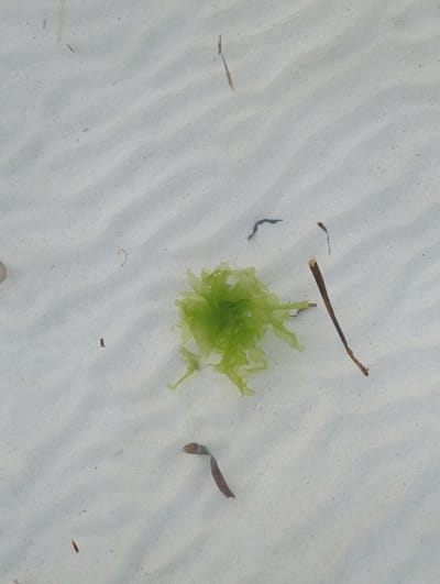 The image displays a submerged sandy environment within the Makadara/Mji Wa Kale ward, Kenya. The substrate consists of light-colored sand exhibiting subtle ripple patterns. A central cluster of bright green, ruffled marine algae is prominent. Scattered across the sand are several pieces of dark brown detritus, varying from elongated, stick-like fragments to flatter, irregular organic material. The water appears clear, providing an unobstructed view of the seabed. No animate subjects, human-made objects, or specific actions are visible.