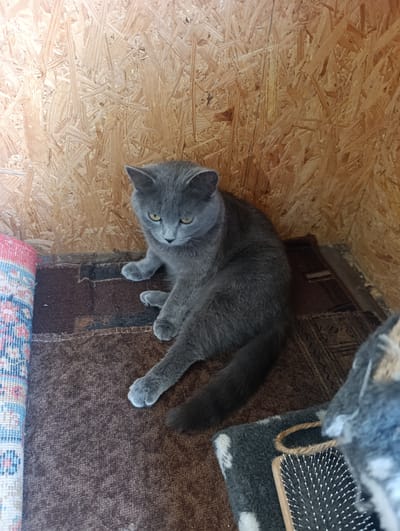 A gray cat is sitting on a brown rug in what appears to be a small wooden structure, possibly a shed or a cat house. The walls of the structure are made of OSB boards. To the left of the cat, a rolled-up colorful rug is visible. In the lower right corner, part of another cat and a grooming brush are present. The overall lighting suggests it is daytime. The image was taken in Nikopol, Ukraine.