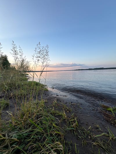 The image depicts a serene natural landscape at the edge of a body of water, likely a river, in Gurino, Russia. The foreground is dominated by lush green and dry grasses growing from dark soil along the water's edge. The gentle waves of the river lap at the sandy shore, creating a subtle ripple effect. In the mid-ground, the vast expanse of the river stretches towards the horizon, reflecting the soft hues of a twilight sky. The sky itself transitions from a pale blue at the top to warmer pinks and oranges near the horizon, suggesting either sunrise or sunset. A line of trees forms a distant treeline on the opposite bank of the river. The overall impression is one of peaceful natural beauty, characteristic of a riverside location in a rural setting. There are no people or visible structures in the image.
