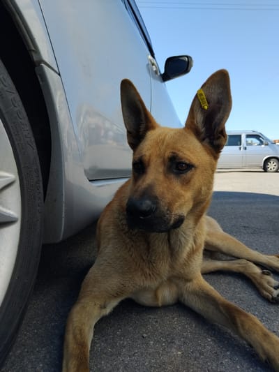 A tan dog with large, erect ears is lying on asphalt next to a silver car. A yellow tag with black lettering is attached to the dog's left ear. The dog is looking to the left of the frame. In the background, a silver van is parked on the asphalt. The sky is clear and blue. The scene appears to be in a public area, possibly a street or parking lot in Chudniv, Ukraine.