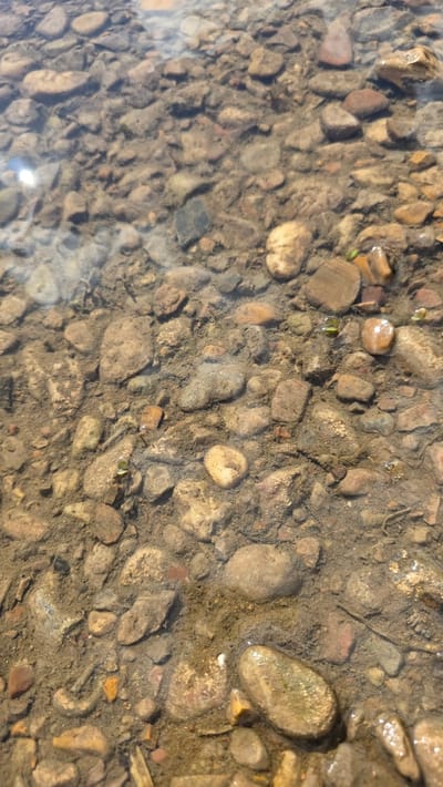 The image shows a close-up, top-down view of the rocky bottom of a shallow body of water. The water is clear, allowing the details of the stones and sediment to be visible. The stones are of various sizes, shapes, and colors, ranging from light tan and grey to darker brown and reddish hues. Some stones are smooth and rounded, characteristic of being worn by water, while others appear more angular. The sediment between the stones is fine-grained and appears to be a mixture of sand and silt. There are a few small green aquatic plants growing among the rocks. A bright, lens flare from the sun is visible in the upper left portion of the image. The overall impression is of a natural, undisturbed aquatic environment.