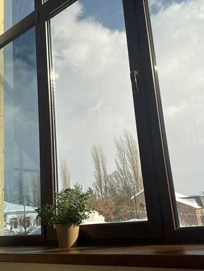 An angled view looking through a dark-framed window reveals a sky filled with white, fluffy clouds. Bare branches of trees fill part of the view, as does the reflection of a building below. A potted plant sits on the window frame, its green foliage contrasting with the neutral tones of the pot and the outdoor scenery. The window's handle is visible along the top frame, and the window's structure suggests it might be part of a larger glass ceiling or wall.