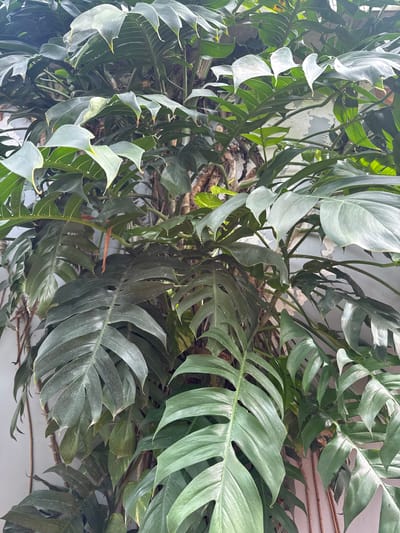 A close-up, eye-level shot shows a large, leafy philodendron plant growing vertically against a weathered, light gray wall. The plant has large, deep green, fenestrated leaves that vary in size and shape. Some leaves are fully unfurled, while others are curled or partially obscured by others. The texture of the leaves appears leathery and somewhat glossy. The wall behind the plant shows signs of age, with peeling paint and some discoloration, suggesting an outdoor or semi-outdoor setting. The lighting is natural and somewhat diffused, creating subtle shadows and highlighting the veins on some of the leaves. There are no people or animals visible in the frame. The scene is likely a residential or commercial exterior wall in Battambang, Cambodia, where such tropical plants are common.